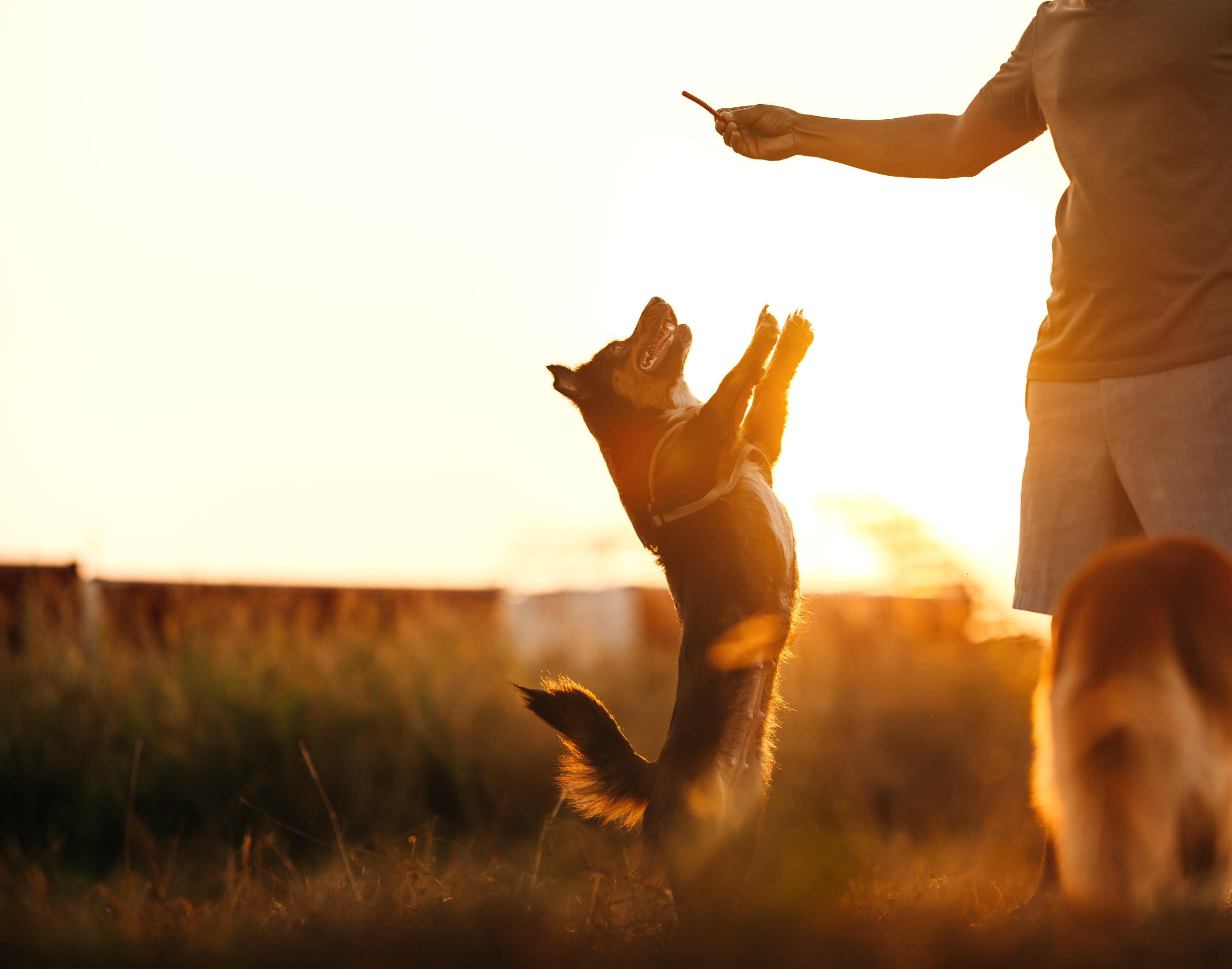 Hundetraining im Feld bei Sonnenuntergang