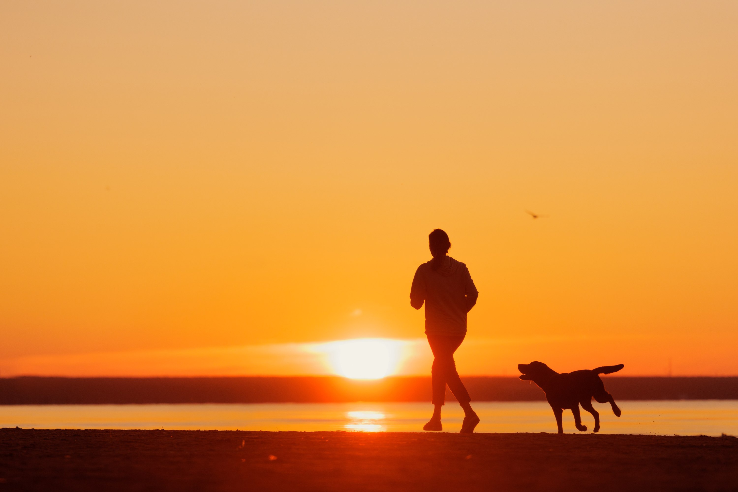 Hund im Lauf bei Gegenlicht