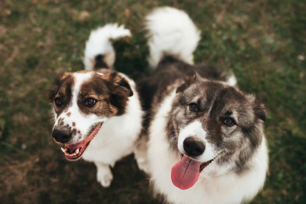 Zwei Hunde im Gras, aufmerksam nach oben blickend